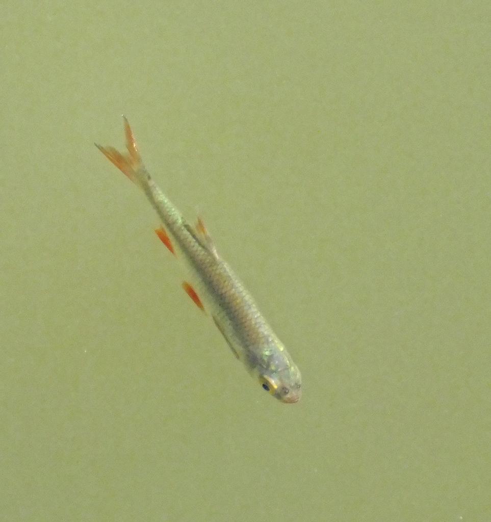 Fisch im Teich, Marchegg