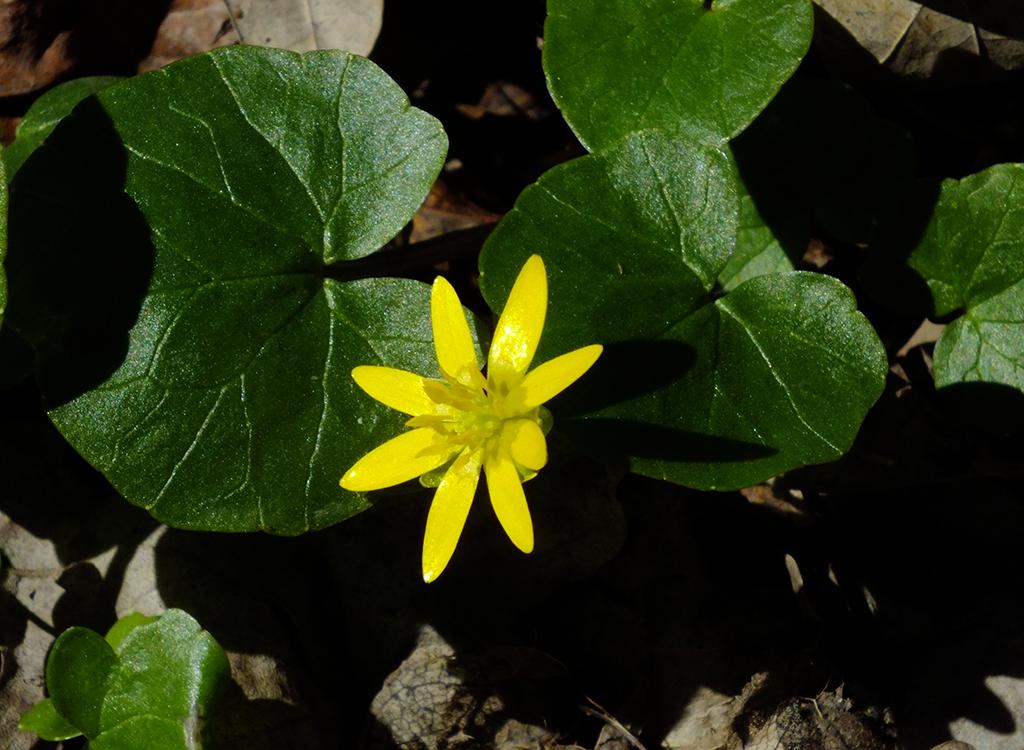Blume, Marchegg