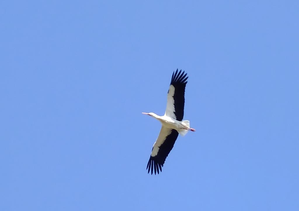 Storch, Marchegg
