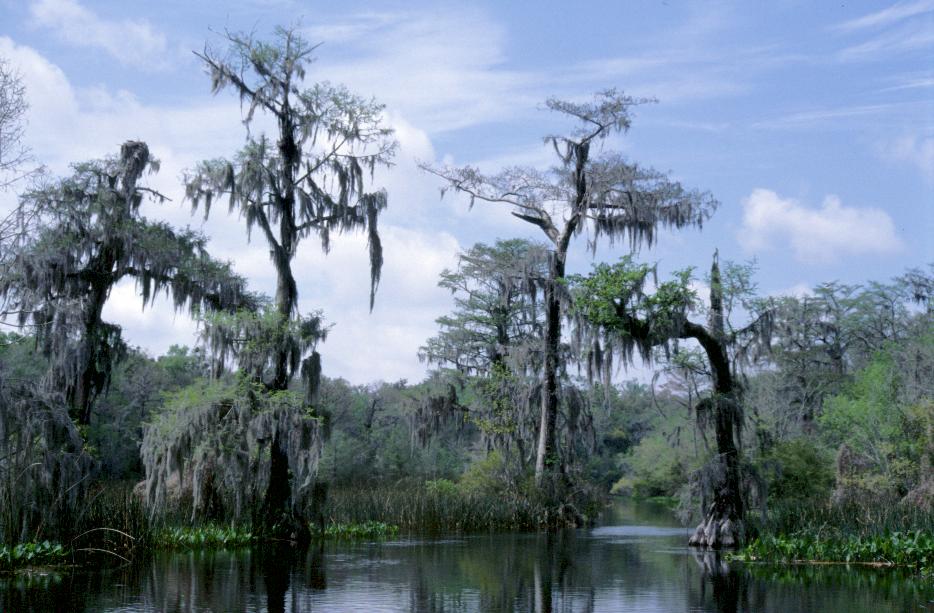 Übersicht über die Wakulla Springs