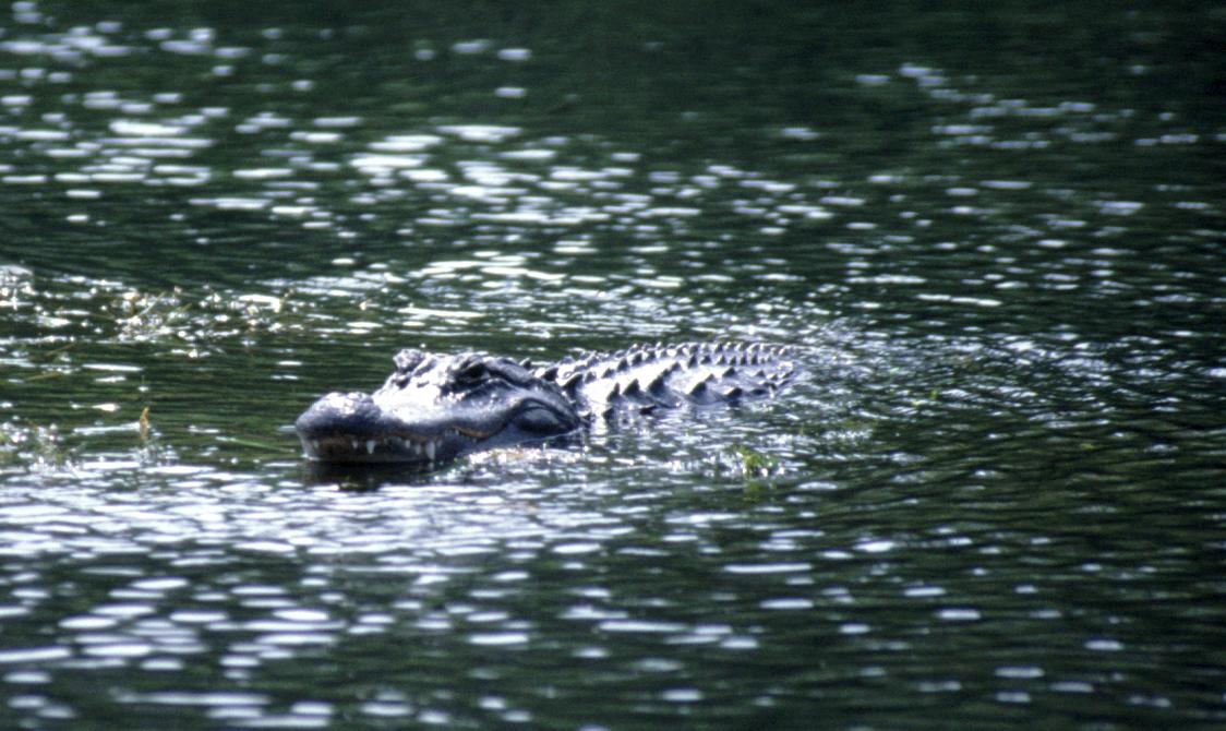 Alligator in Wakulla Springs