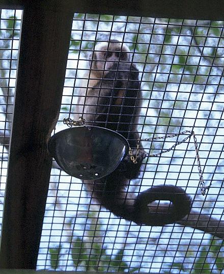 bettelnder Affe in Monkey Jungle (Miami)