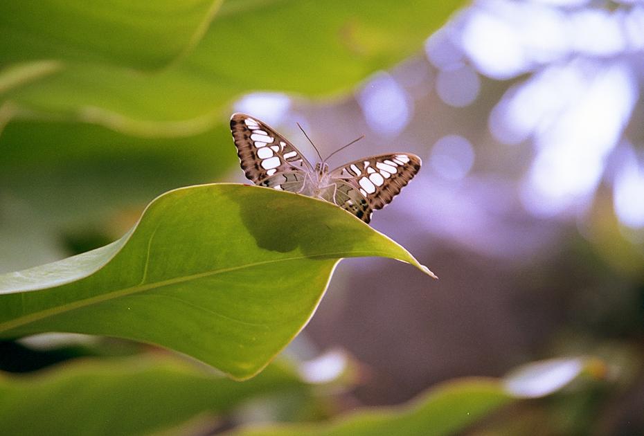 Schmetterling in Butterfly World