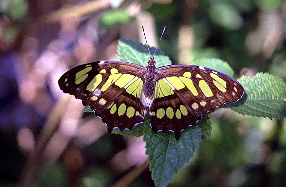 noch ein Schmetterling in Butterfly World