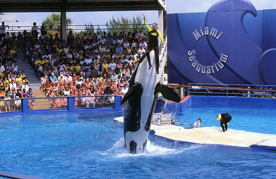 Killerwalshow im Miami Seaquarium