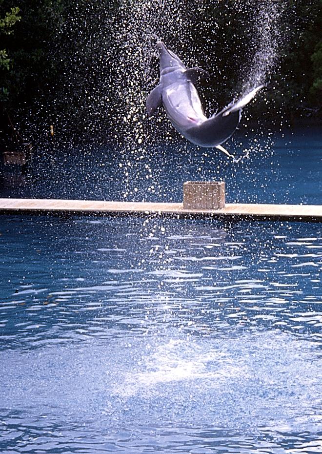 Delphinshow im Miami Seaquarium