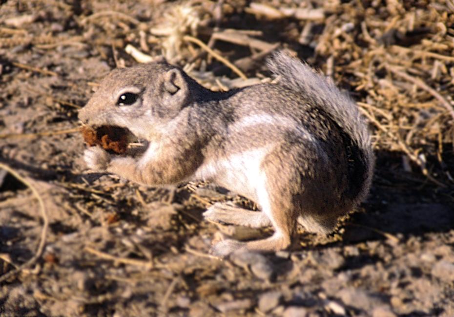 ein Antillopen Hörnchen am Campingplatz in Death Valley