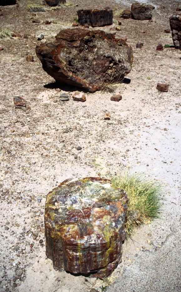 versteinertes Holz, Petrified Forest NP.