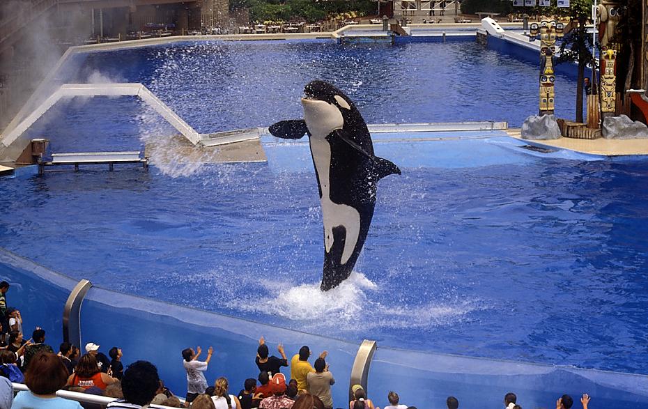 Shamu, Seaworld San Diego