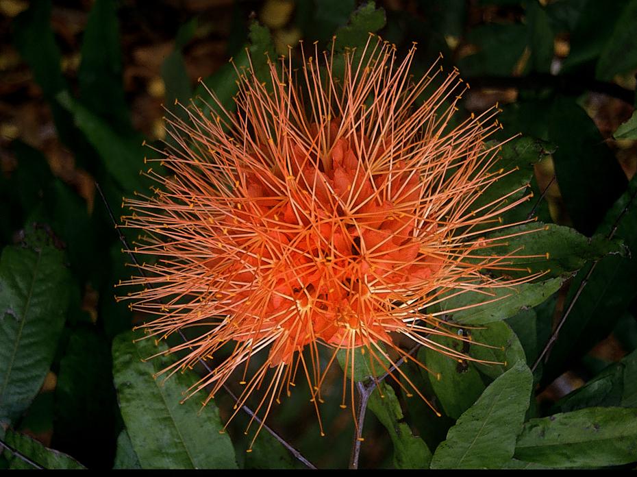 Blume im Fairchild Tropical Garden Miami