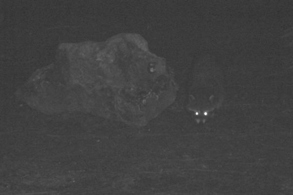Waschbär am Lion Safari Campingplatz
