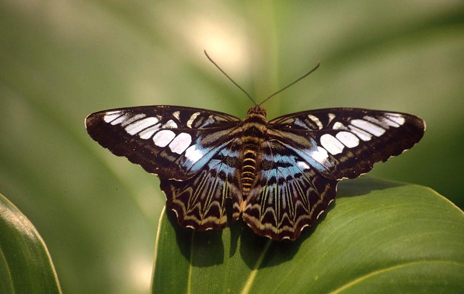 Schmetterling in Butterfly World