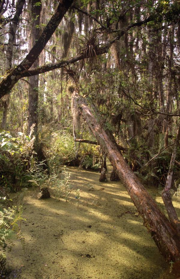 Baum über Sumpf im Loxahatchee National Wildlife Refuge