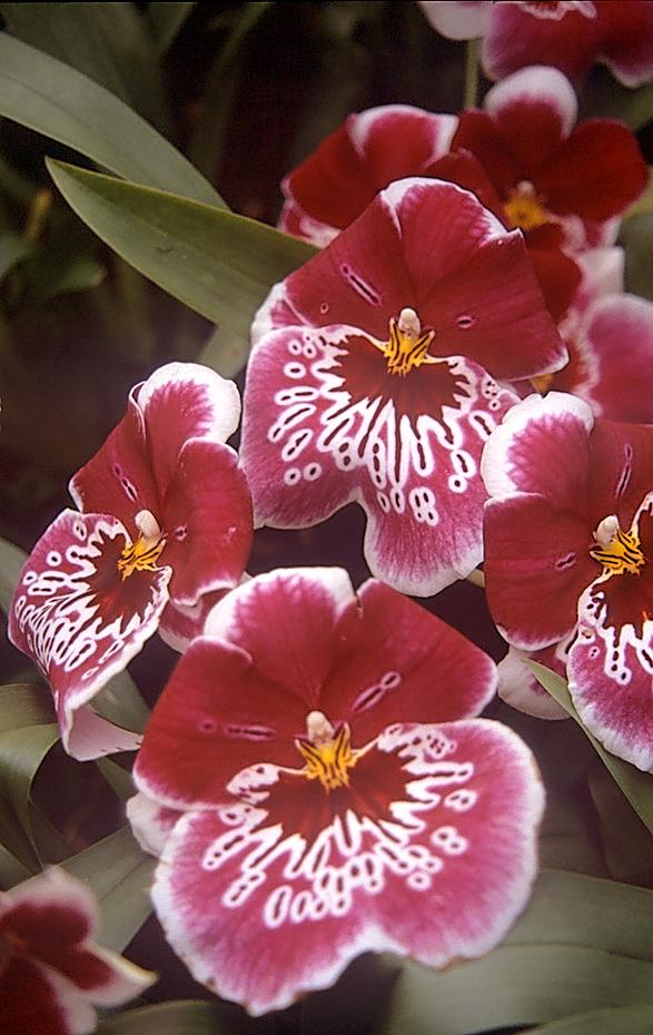 Orchideen im botanischen Garten Atlanta