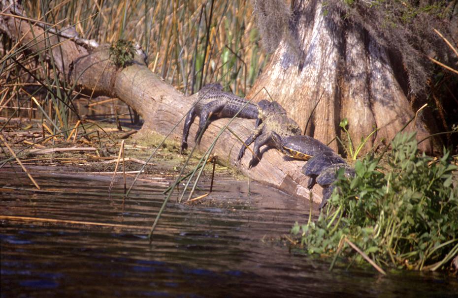 Aligator mit Garnierung in Wakulla Springs