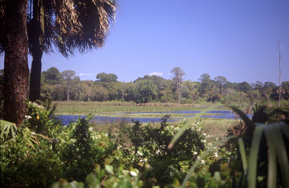 Teich im St. Marks Wildlife Refuge