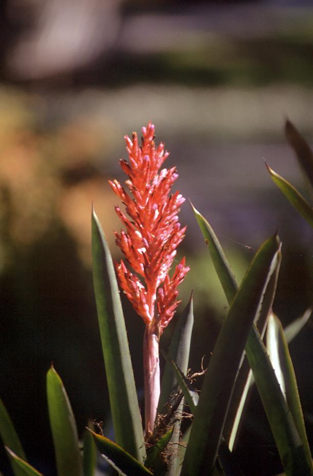 Blüte in Silver Springs