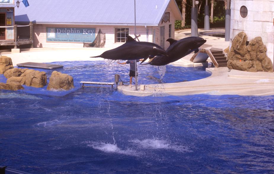 Delphinshow in Seaworld