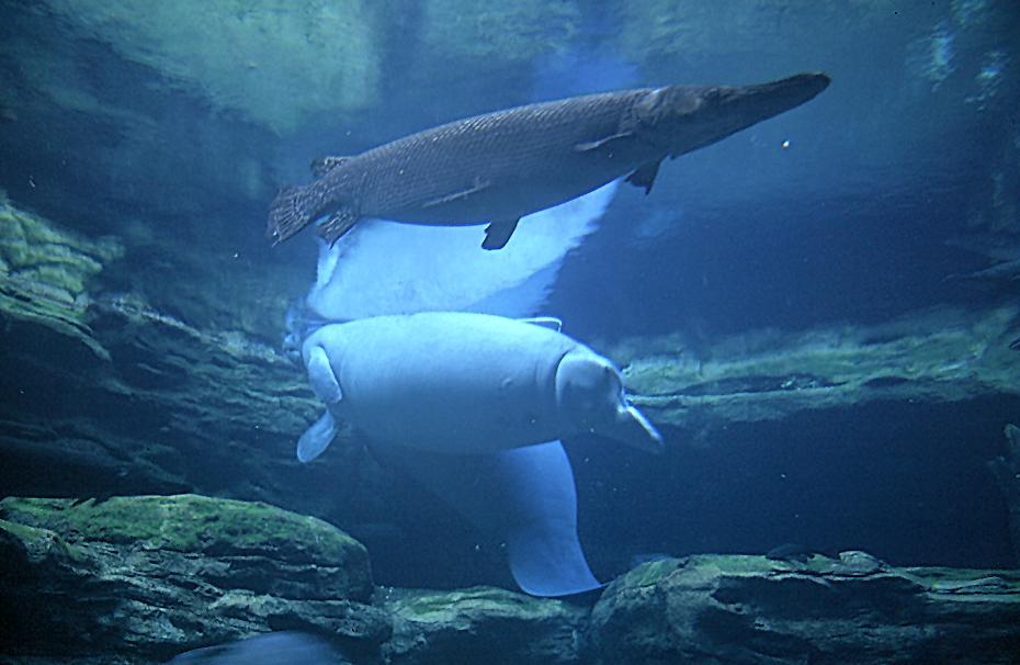 Manatee und Fisch in Seaworld