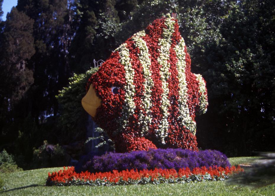 Blumenfisch in Cypress Garden