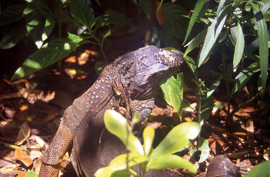 Varan im Lowry Park Zoo