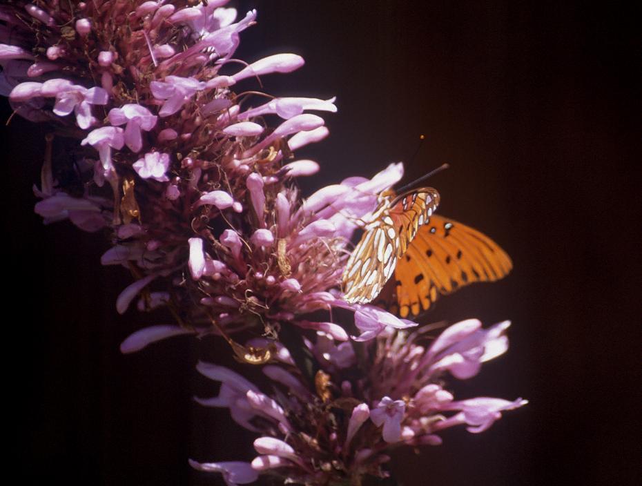 Schmetterling im Lowry Park Zoo