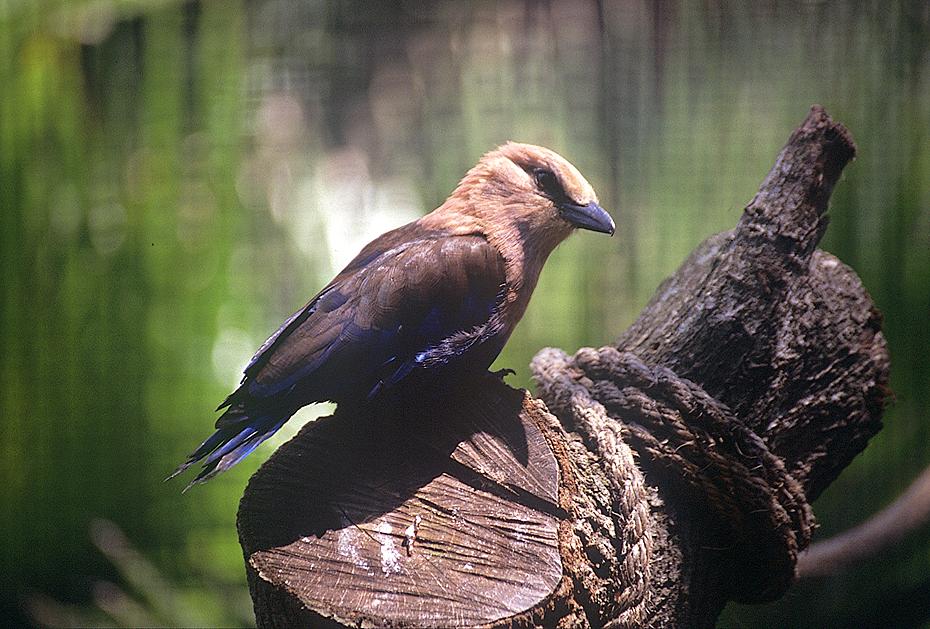 Vogel im Lowry Park Zoo