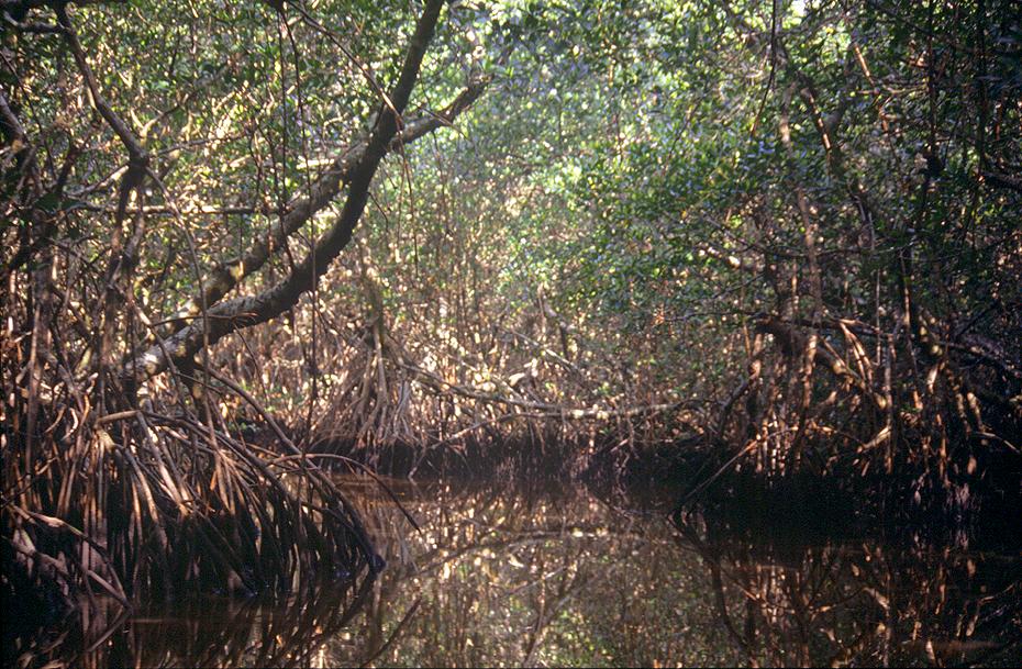 Mangroven in den Everglades