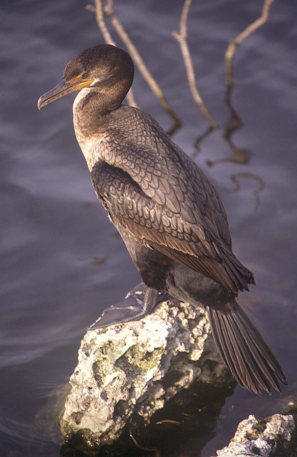 Vogel in den Everglades
