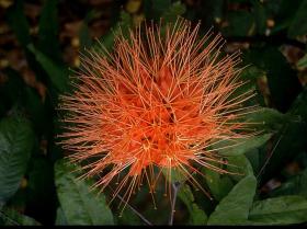 Blume im Fairchild Tropical Garden Miami