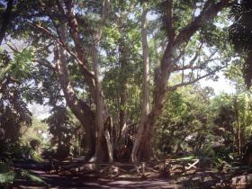 riesiger Baum im Fairchild Tropical Garden Miami