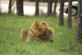 Löwe im Lion Country Safari Park