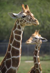 Giraffenfamilie im Lion Country Safari Park