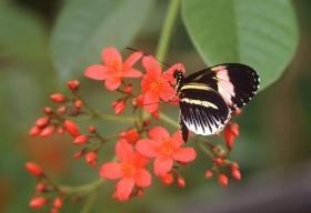 Schmetterling in Butterfly World
