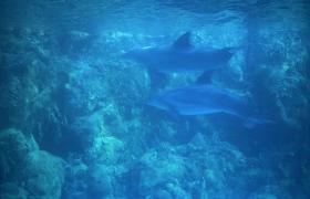 Delphine unter Wasser in Seaworld