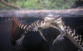 Baby Aligator im Florida Aquarium