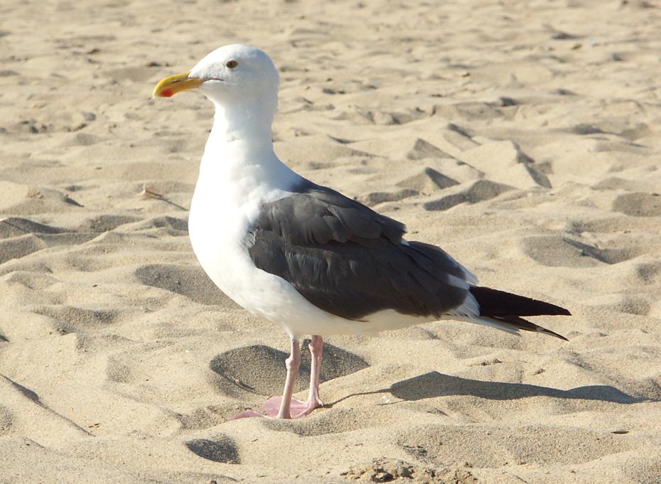 Möve am Strand von Hermosa Beach
