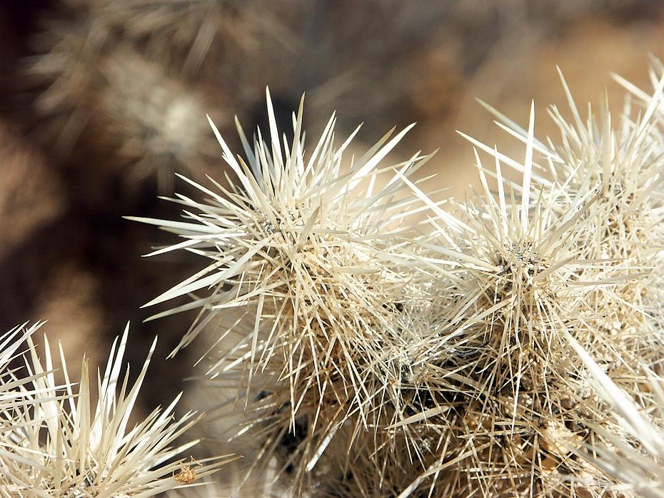 Kaktus im Joshua Tree NP