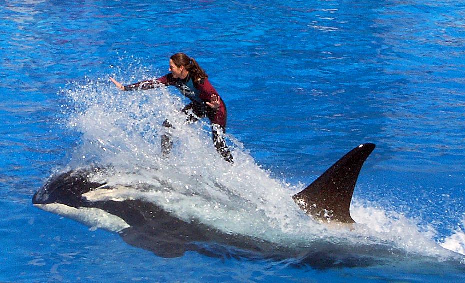 Surfen auf Shamu