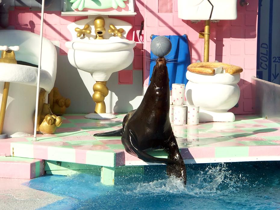 Seamore in Siegerpose (Seaworld)