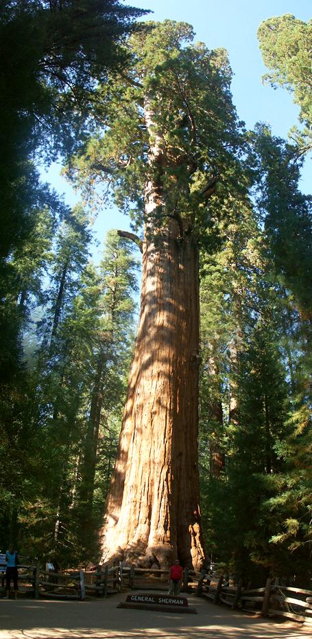 General Sherman im Sequoia NP