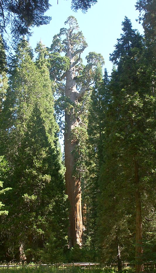 General Grant im Sequoia NP