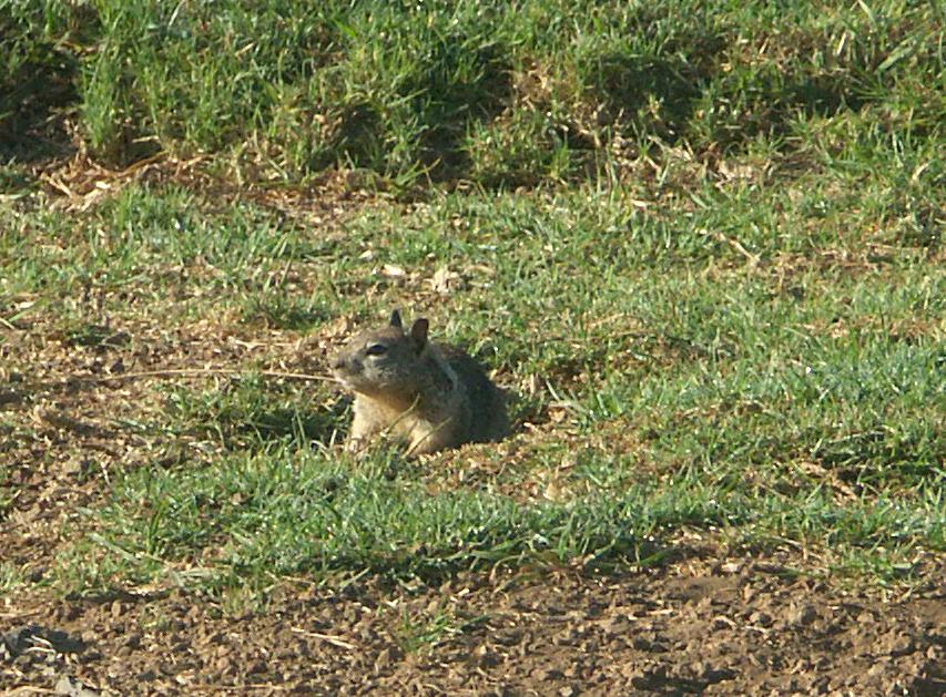 Erdhörnchen am Campingplatz bei Monterey