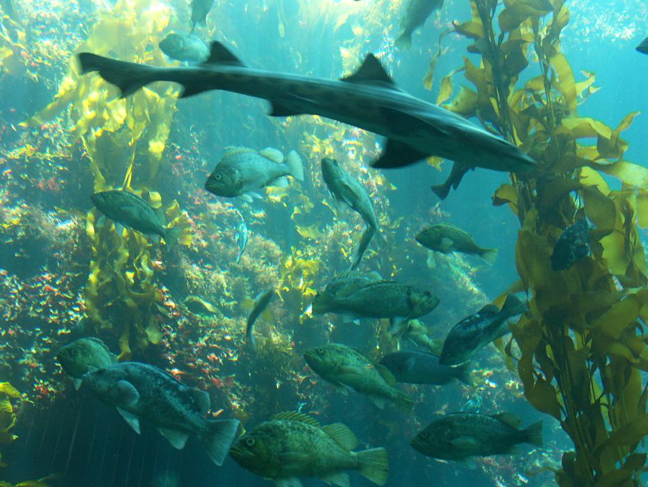 Monterey Aquarium