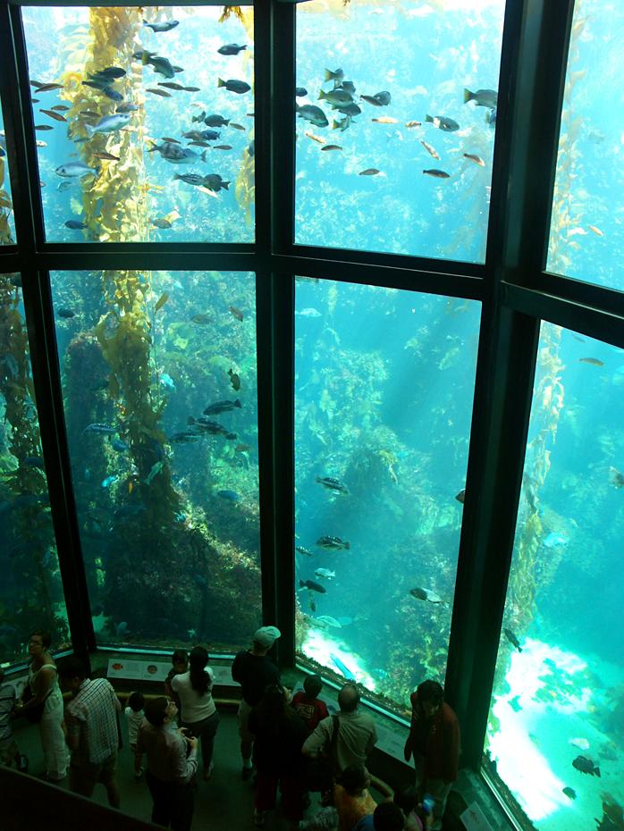 Monterey Aquarium