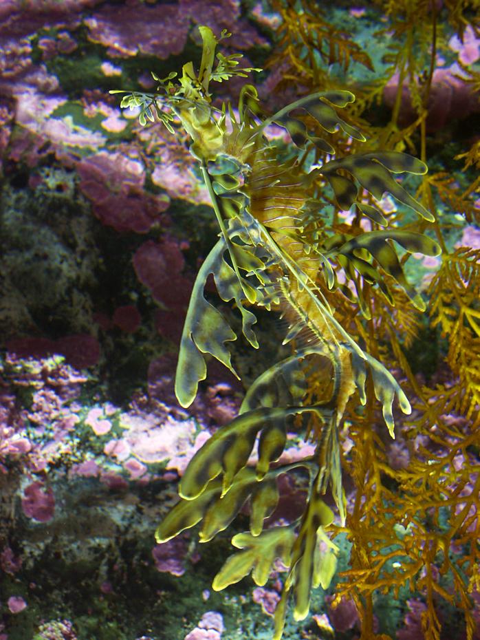 Fetzenfisch (Dragon Fish) im Monterey Aquarium