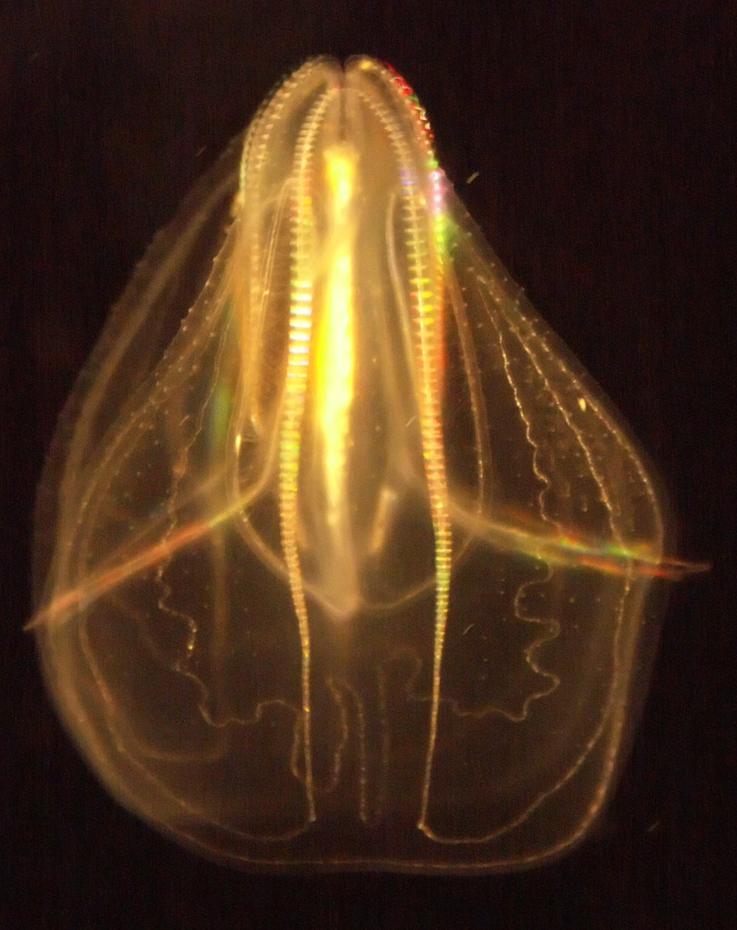 Qualle (nur ca. 3cm groß) im Monterey Aquarium