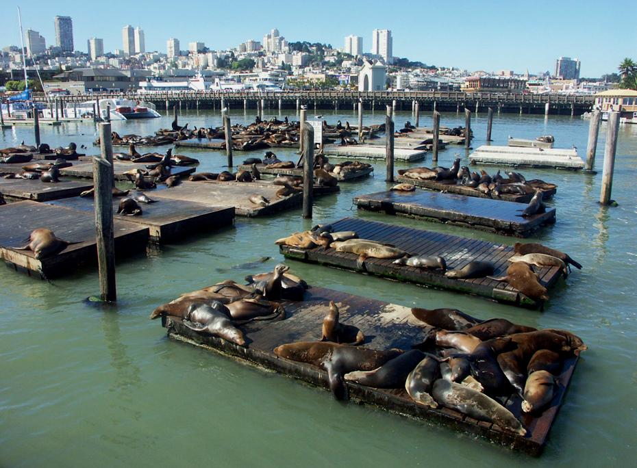 See Löwen neben dem Pier 39 in San Francisco