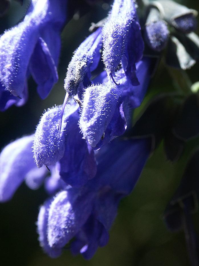 Blüten im Golden Gate Park (San Francisco)