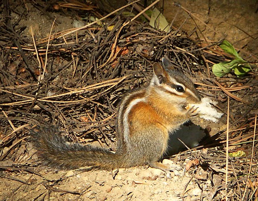 Streifenhörnchen am Campingplatz beim Lake Tahoe